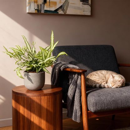 Une élégante Pteris cretica Albolineata dans un pot en béton gris, posée sur une table en bois clair près d'un fauteuil