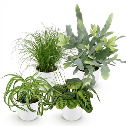 Plante d'intérieur - Chlorophytum - Cyperus - Phlebodium - Marantha - Mix de 4 - Plantes Amicales pour Animaux - Vert - 4 Plantes - avec Potter Blanc - Pot 12cm - Hauteur 25cm
