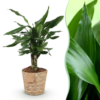 Plantes d'intérieur - Dracaena fragrans Steudneri - Arbre à dragon - Peu d'entretien - avec panier - Vert - 1 Plante - Pot 17cm - Hauteur 50-55cm