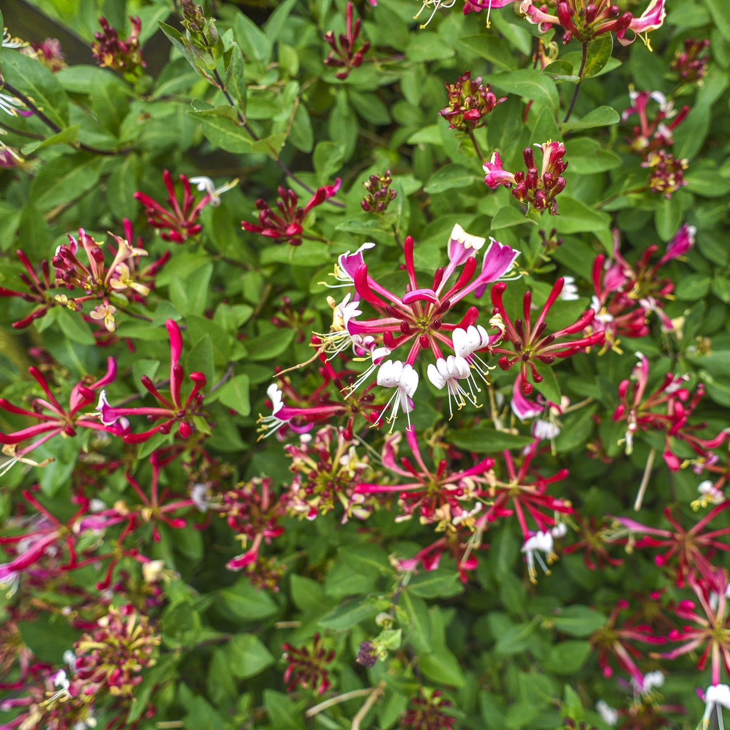 Chèvrefeuille Lonicera Serotina, gros plan sur ses fleurs roses et blanches éclatantes au milieu d'un feuillage vert dense.