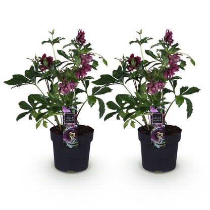 Rose de Carême 'Double Ellen Red' - lot de 2 plants en pot de 14 cm