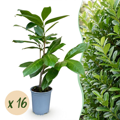Prunus laur. Rotundifolia : un jeune plant en pot sur fond blanc, à côté d'une haie dense, avec une bulle "x 16".