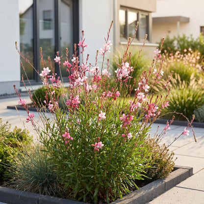 Gaura lindheimeri 'Bougie d'été' avec ses fleurs roses épanouies, plantée dans un jardin moderne avec une maison en arrière-plan.