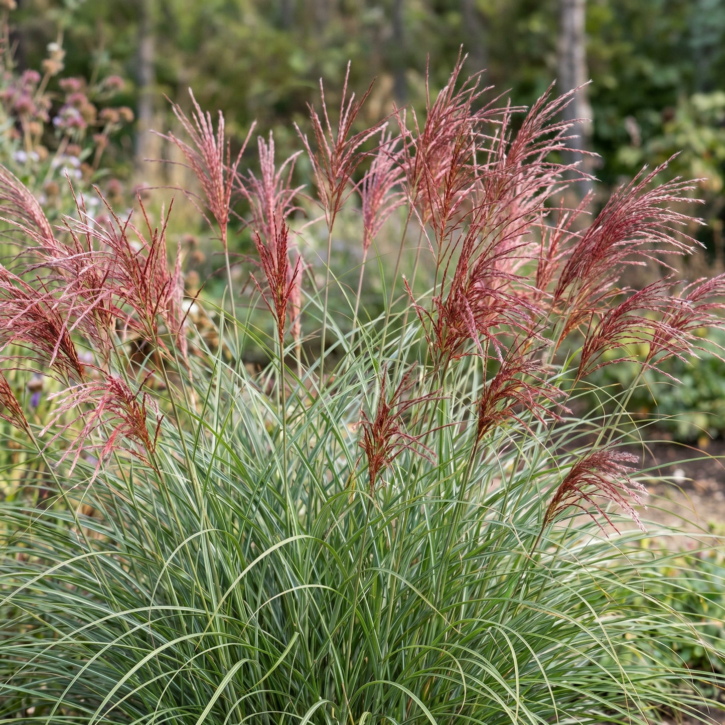 Miscanthus sin. Red Chief. Graminées ornementales avec de longues feuilles vertes et des panicules florales rouge-rose élégantes dans un jar