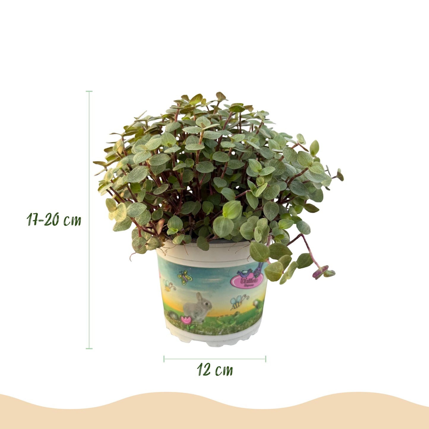 Plante d'intérieur - Calissia repens - Herbe à chat - Amie des animaux - Vert - 1 Plante - avec Panier - Pot 12cm - Hauteur 17-20cm
