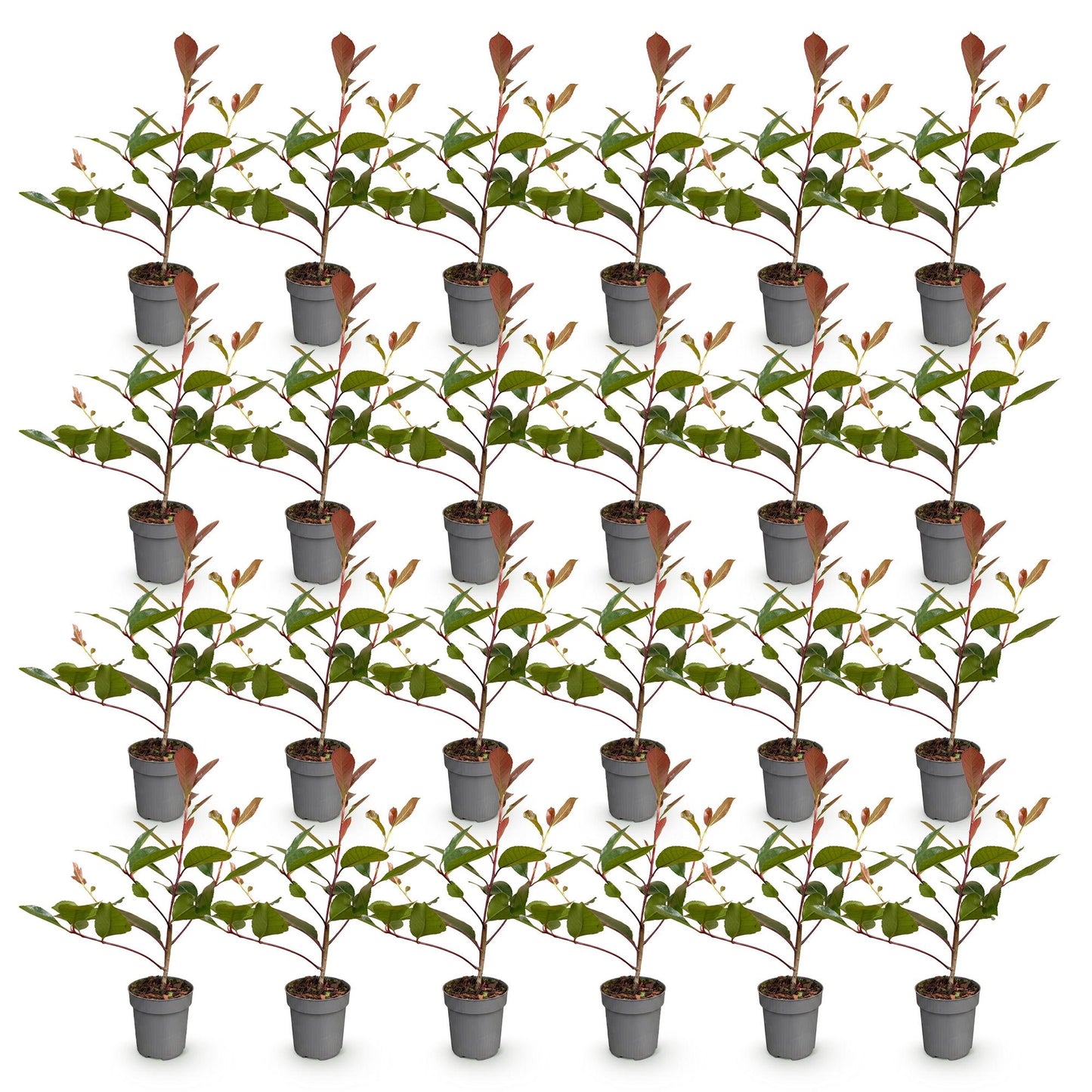 Photinia fraseri Red Robin en lot : 35 jeunes plants en pots individuels sur fond blanc, prêts à être plantés.