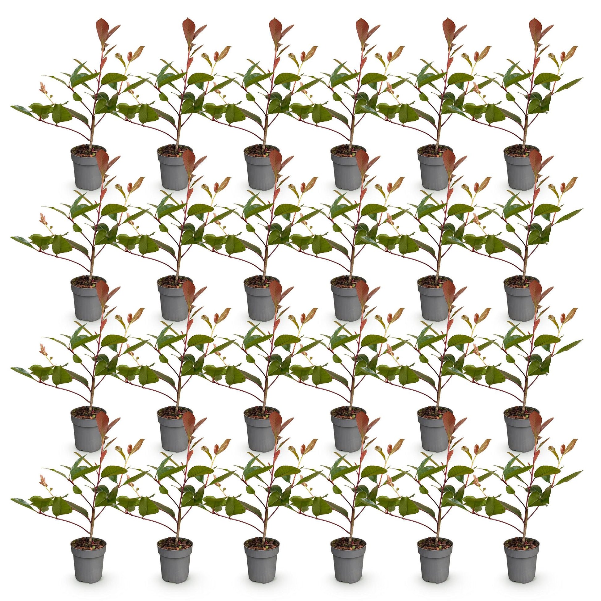 Photinia fraseri Red Robin en lot : 35 jeunes plants en pots individuels sur fond blanc, prêts à être plantés.