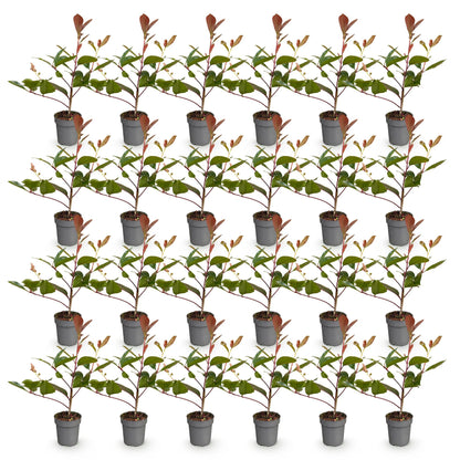 Photinia fraseri Red Robin en lot : 35 jeunes plants en pots individuels sur fond blanc, prêts à être plantés.