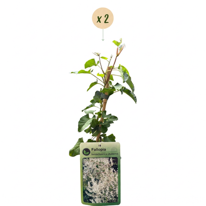 Renouée de l'Aubère (Fallopia aubertii) - grimpante fleurie