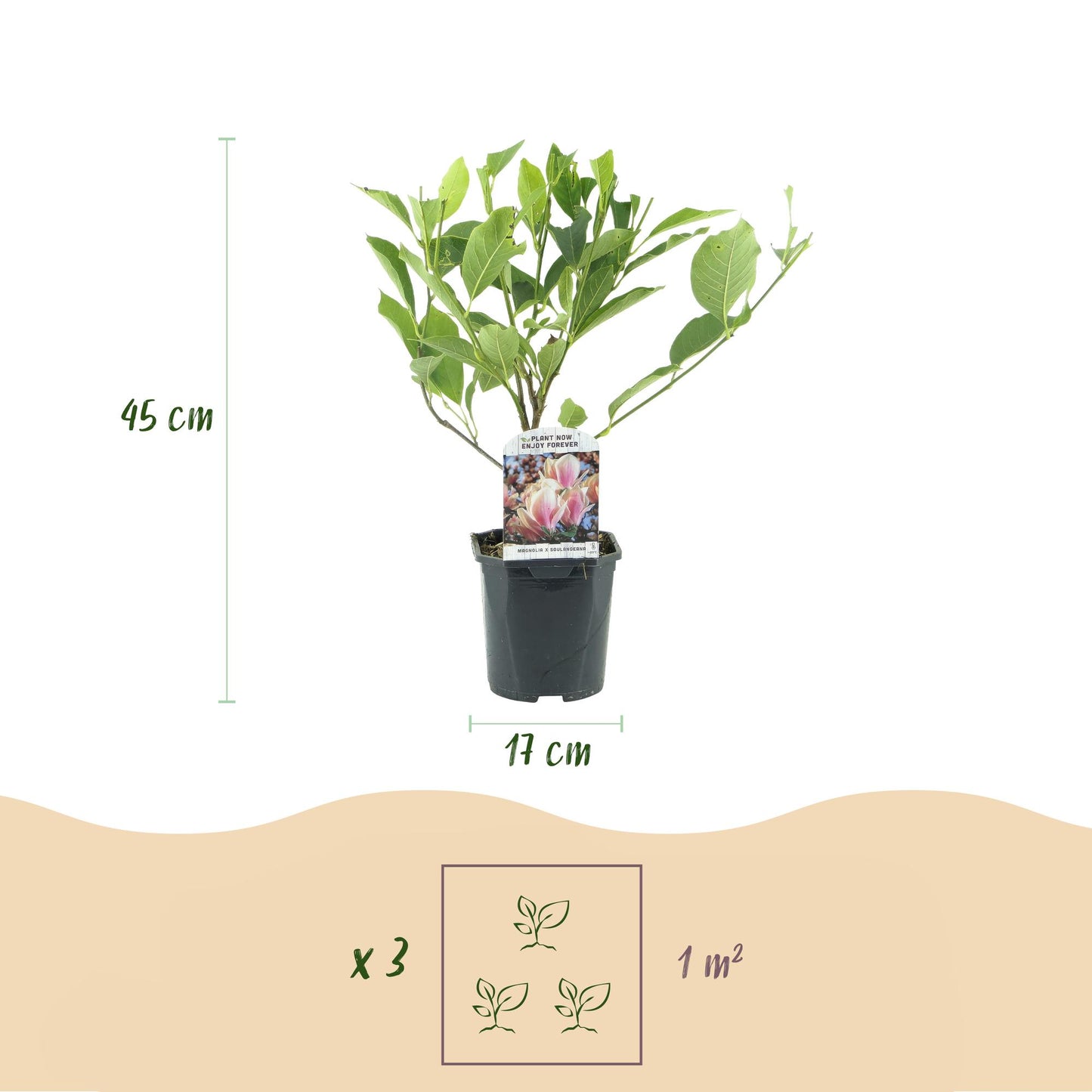 Magnolia Soulangiana, plant en pot avec étiquette, affichant une hauteur de 45 cm et un diamètre de pot de 17 cm. Indique 3 plants par m².