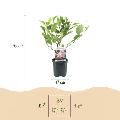 Magnolia Soulangiana, plant en pot avec étiquette, affichant une hauteur de 45 cm et un diamètre de pot de 17 cm. Indique 3 plants par m².