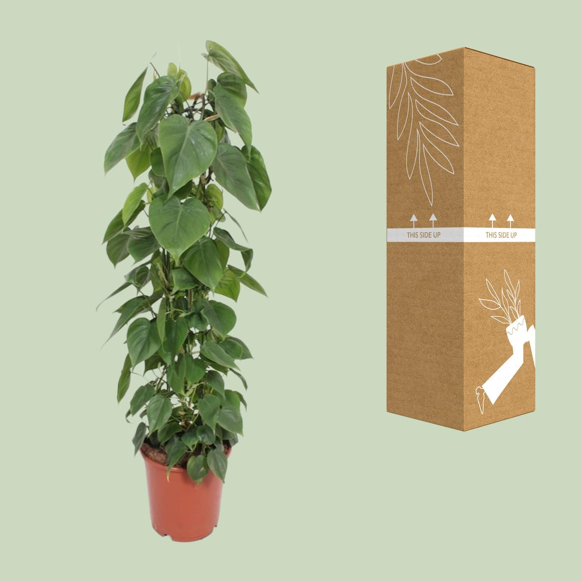 Philodendron scandens à côté de son carton de livraison renforcé, expédié par notre producteur partenaire
