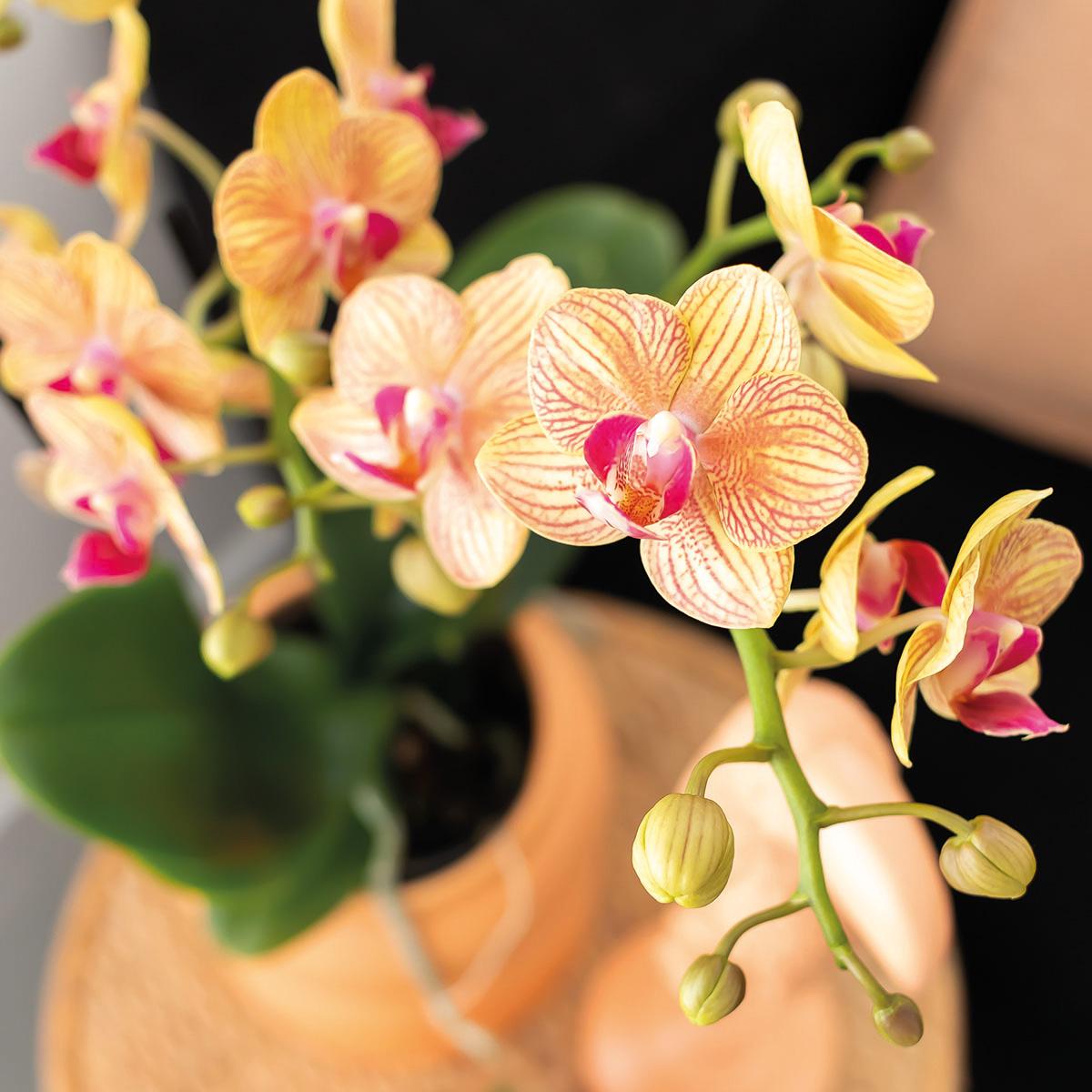 Orchidée Phalaenopsis orange en pot