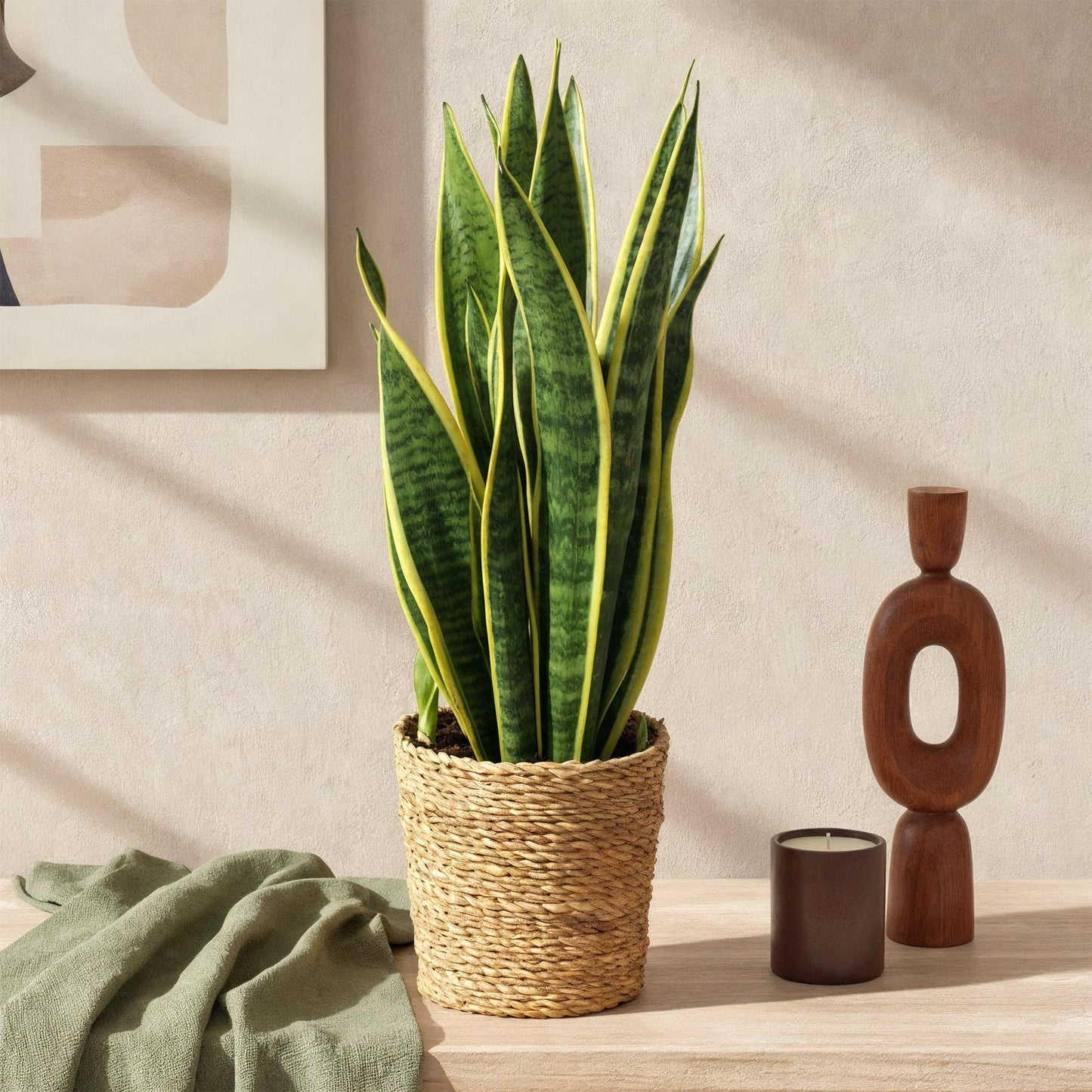 Grande Sansevieria Laurentii ou langue de belle-mère aux feuilles vertes bordées de jaune vif dans un pot en osier tressé sur un meuble