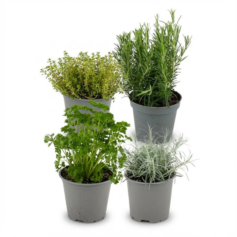 Mélange d'Herbes Italiennes - Lot de 4 Plantes - Pot de 12cm - Hauteur: 12-15 cm