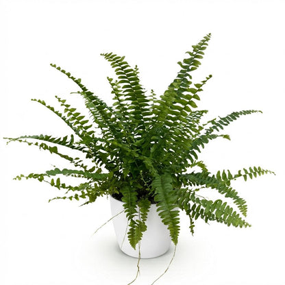 Plante d'intérieur - Nephrolepsis exaltata Green Lady - Fougère - Plante amicale pour les animaux - Verte - 1 Plante - avec Potter Blanc - Pot 12cm - Hauteur 25cm