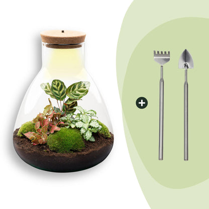 Kit terrarium lumineux Calathea : Avec râteau et pelle