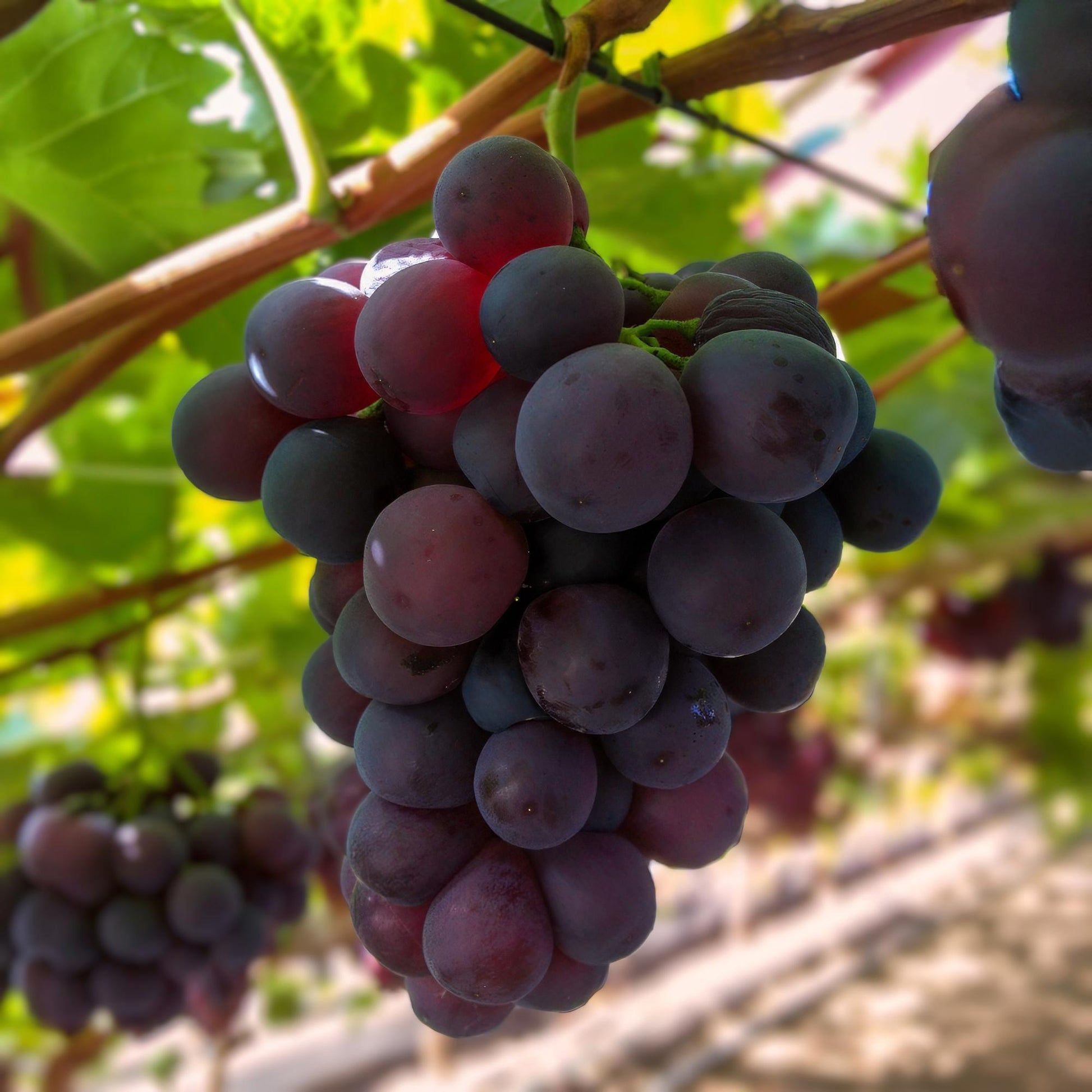 Vitis vinifera Vanessa : gros plan d'une grappe de raisins bleus mûrs suspendue à une vigne, avec des feuilles vertes en arrière-plan.