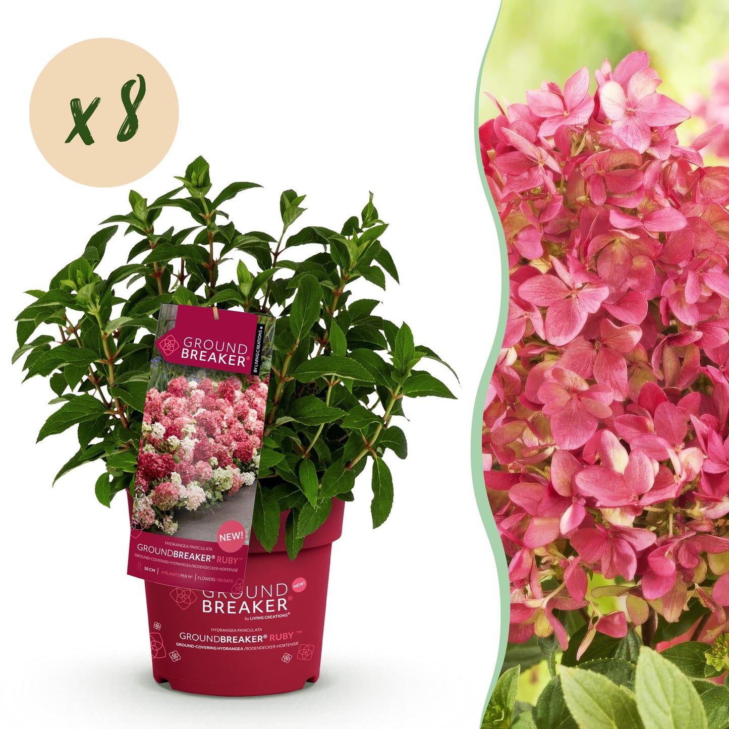 Hortensia Hydrangea panniculata Groundbreaker Ruby : plant en pot avec bulle « x8 » indiquant la quantité, et photo de ses fleurs roses écla