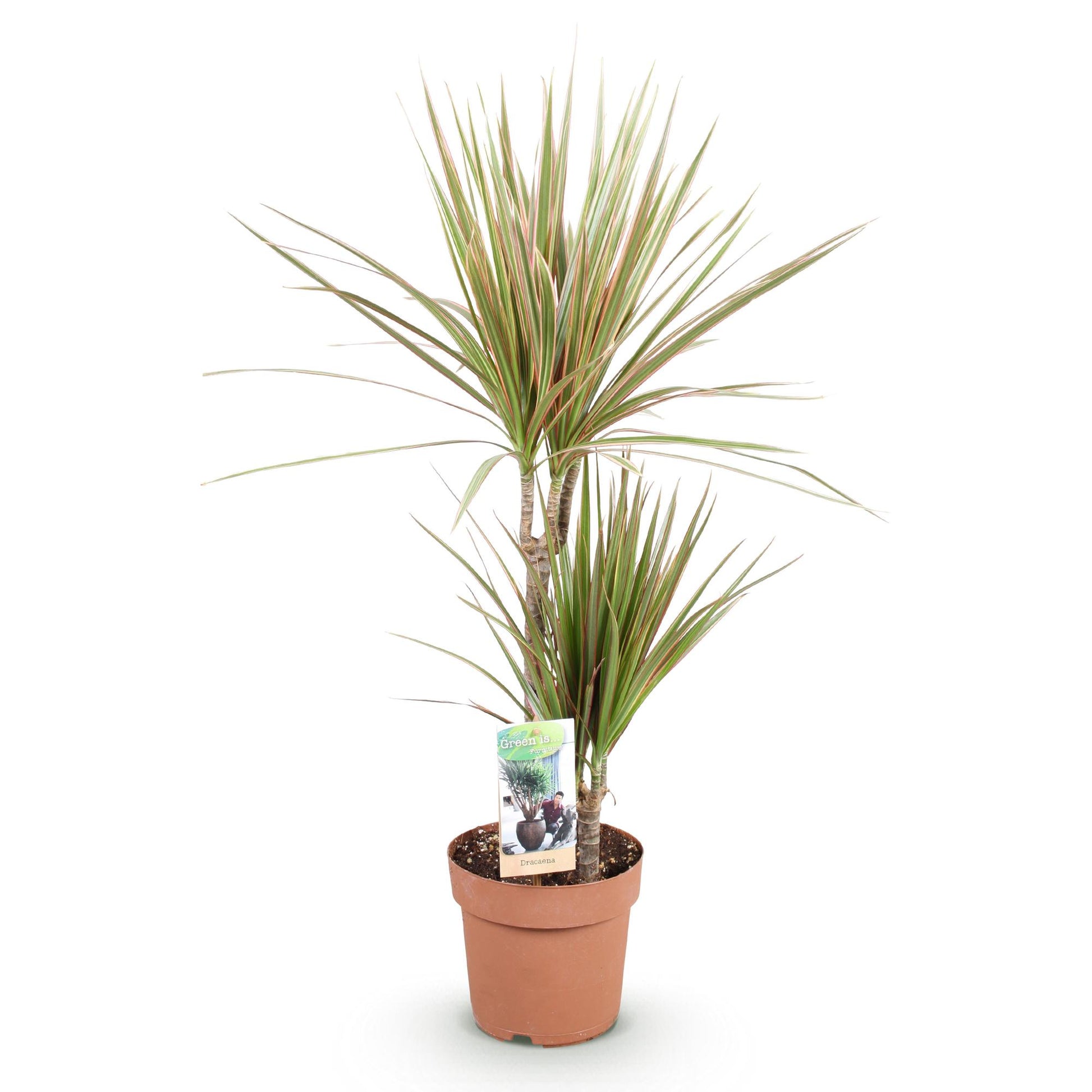 Dracaena Marginata Bicolor en pot de culture marron, avec un feuillage panaché vert et rose-rougeoyant