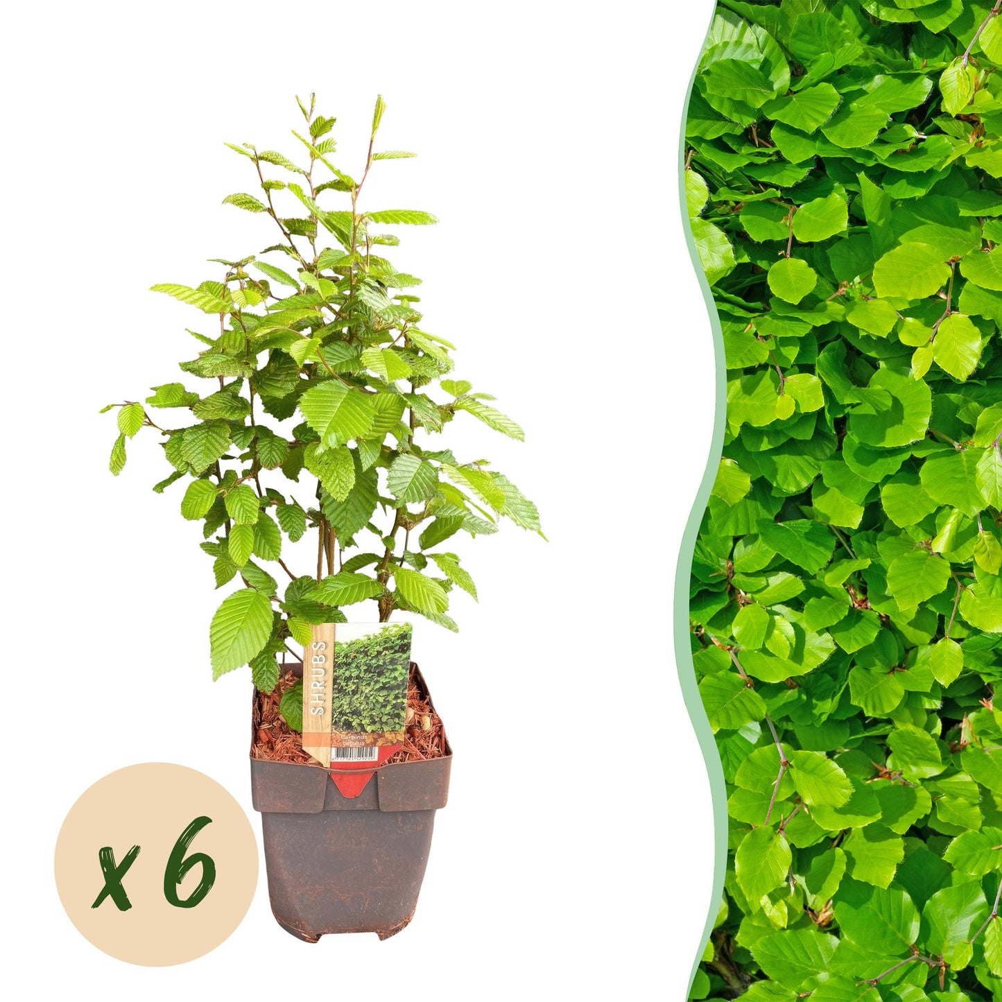Carpinus betulus, haie de charmes verts en pot de 17cm, hauteur 55cm. Lot de 6 plants pour 1 mètre linéaire.