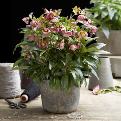 Hellébore 'Dacaya' au jardin, Helleborus x hybridus