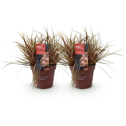 Uncinia rubra Everflame : deux plants de graminées décoratives à feuillage rouge et fin, en pots bruns, sur fond blanc.