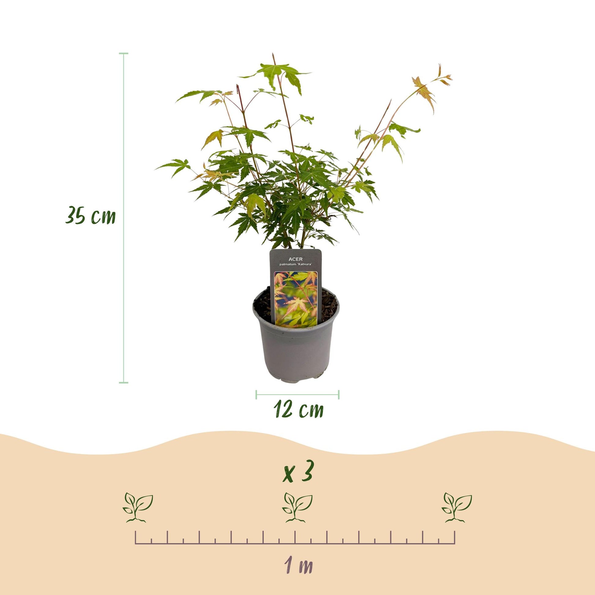 Acer palmatum Katsura : jeune plant en pot de 12cm mesurant 35cm, avec un schéma montrant l'espacement de plantation de 1m pour 3 plants.