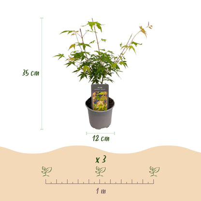 Acer palmatum Katsura : jeune plant en pot de 12cm mesurant 35cm, avec un schéma montrant l'espacement de plantation de 1m pour 3 plants.