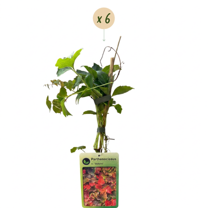 Vigne vierge de Boskoop (Parthenocissus tricuspidata) - grimpante au feuillage flamboyant