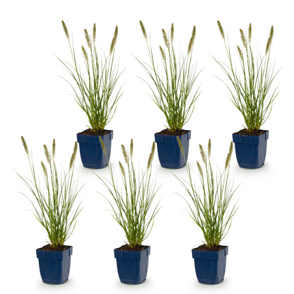 Pennisetum alop. Hameln : six herbes à lampes en pots bleus, avec des épis floraux, présentées en lot sur fond blanc pour illustrer la quant