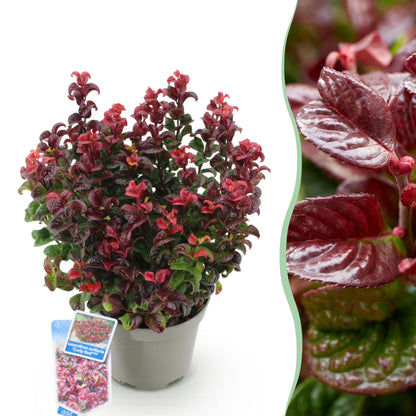 Leucothoe Curly Red, plante de jardin au feuillage rouge flamboyant dans un pot gris. La pastille indique 1 plante.