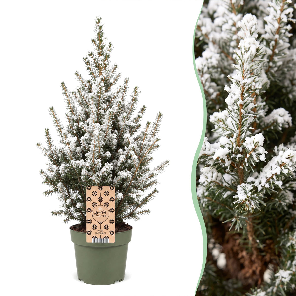 Épicéa 'Conica' enneigé (Picea glauca 'Conica') en pot et détail des aiguilles