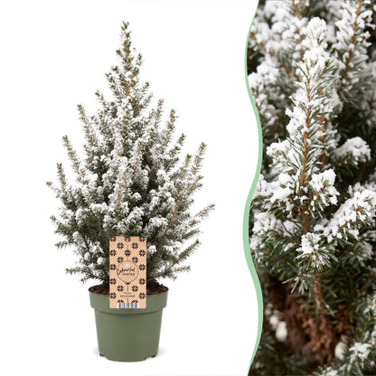 Épicéa 'Conica' enneigé (Picea glauca 'Conica') en pot et détail des aiguilles