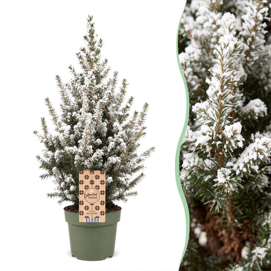 Épicéa 'Conica' enneigé (Picea glauca 'Conica') en pot et détail des aiguilles