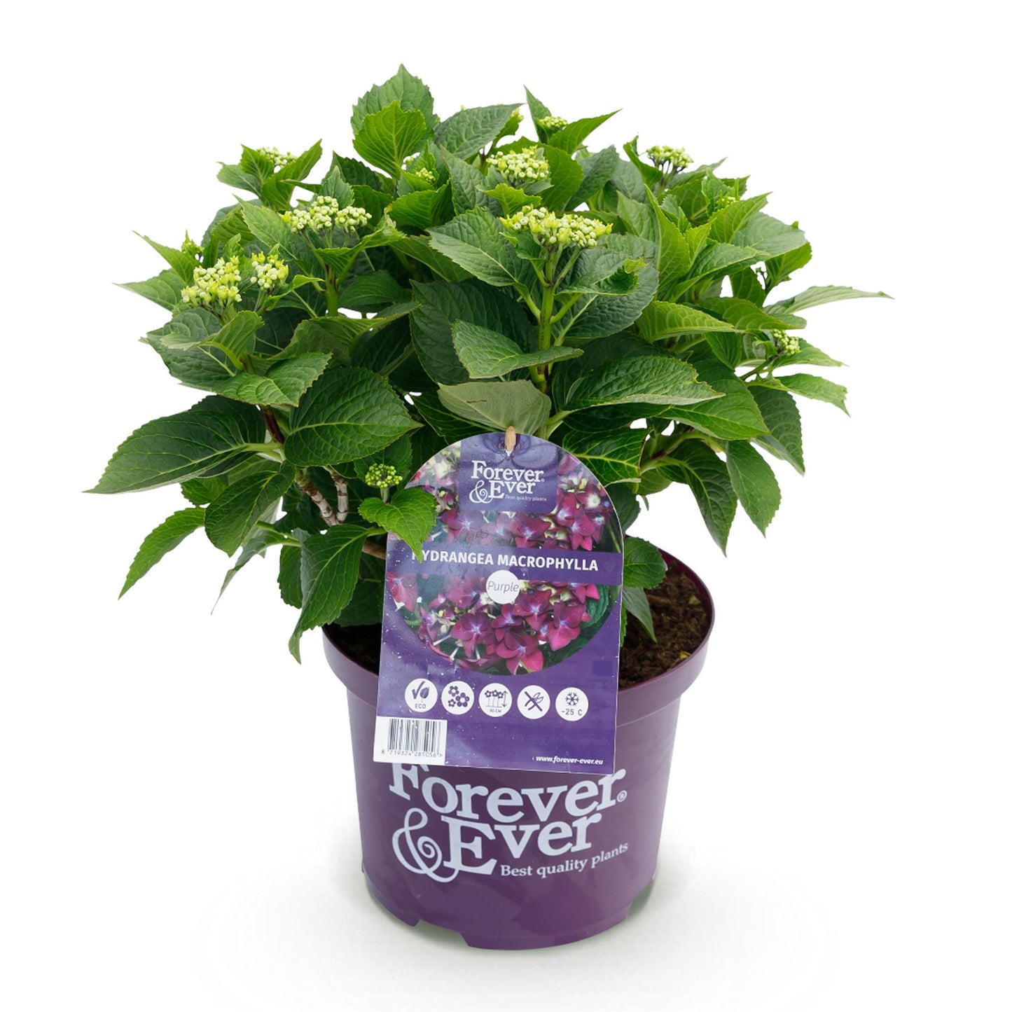Hortensia Forever & Ever, un plant dans un pot violet sur fond blanc, avec une étiquette affichant des fleurs violettes.