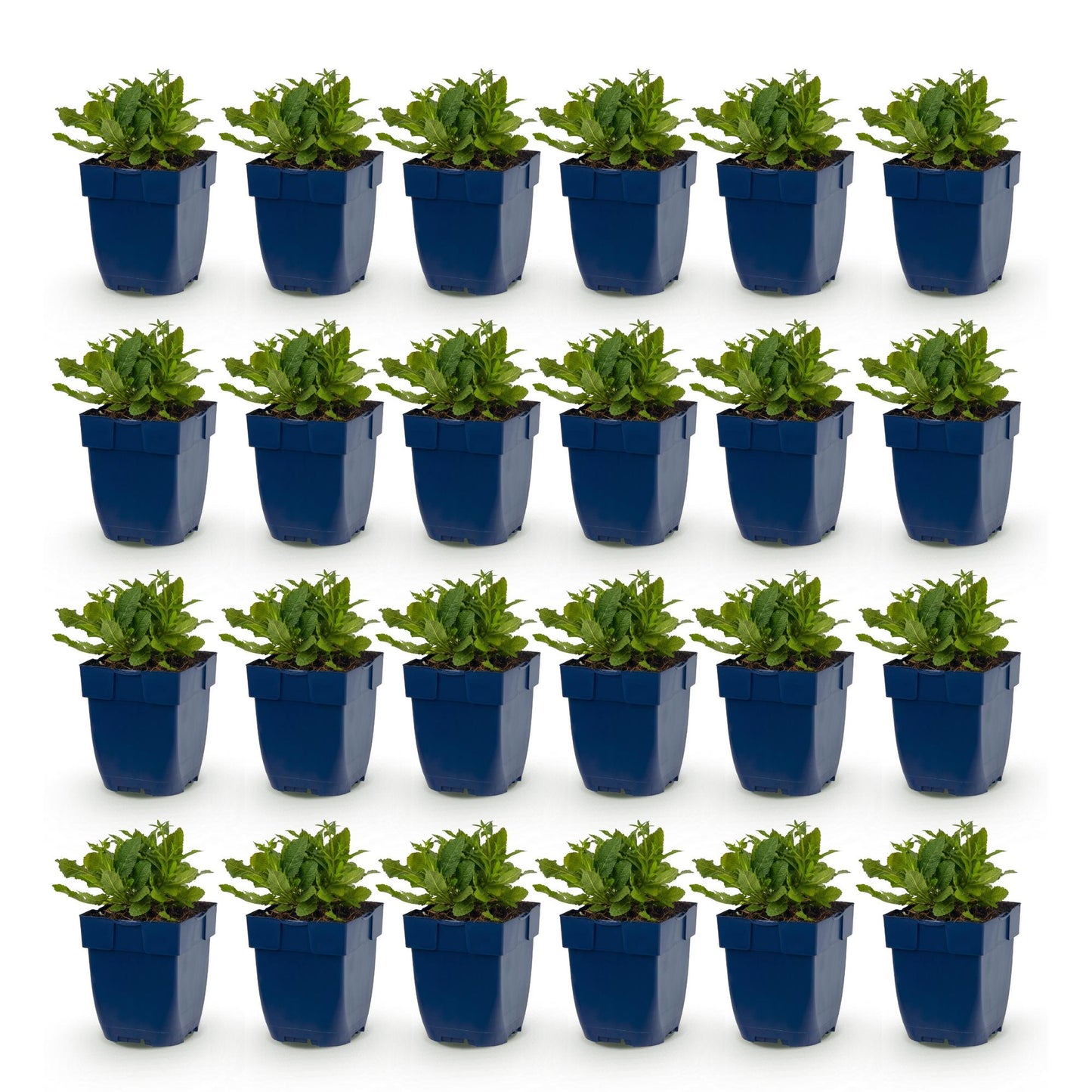 Sauge (Salvia nem. Schneehügel) : 24 jeunes plants en pots bleus, alignés sur fond blanc uni, prêts à être plantés.