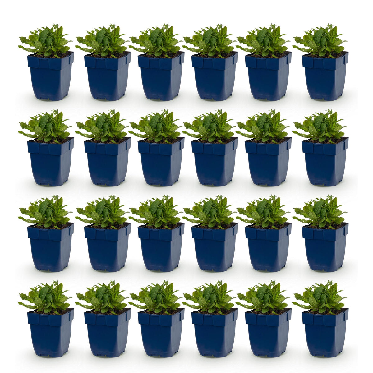 Sauge (Salvia nem. Schneehügel) : 24 jeunes plants en pots bleus, alignés sur fond blanc uni, prêts à être plantés.