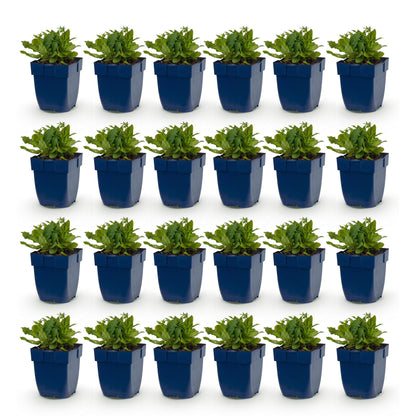 Sauge (Salvia nem. Schneehügel) : 24 jeunes plants en pots bleus, alignés sur fond blanc uni, prêts à être plantés.