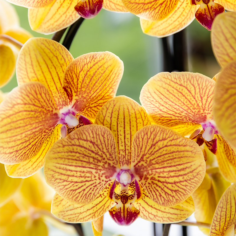 Orchidée Phalaenopsis orange en pot