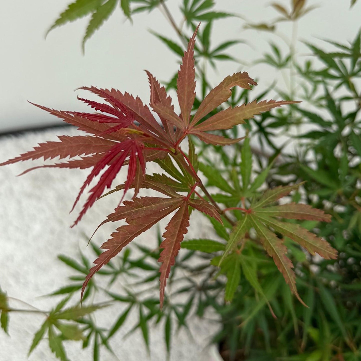Érable du Japon Jerre Swarts. Gros plan sur les feuilles jeunes rouge foncé, virant au vert-rouge sur une branche d'Acer palmatum.