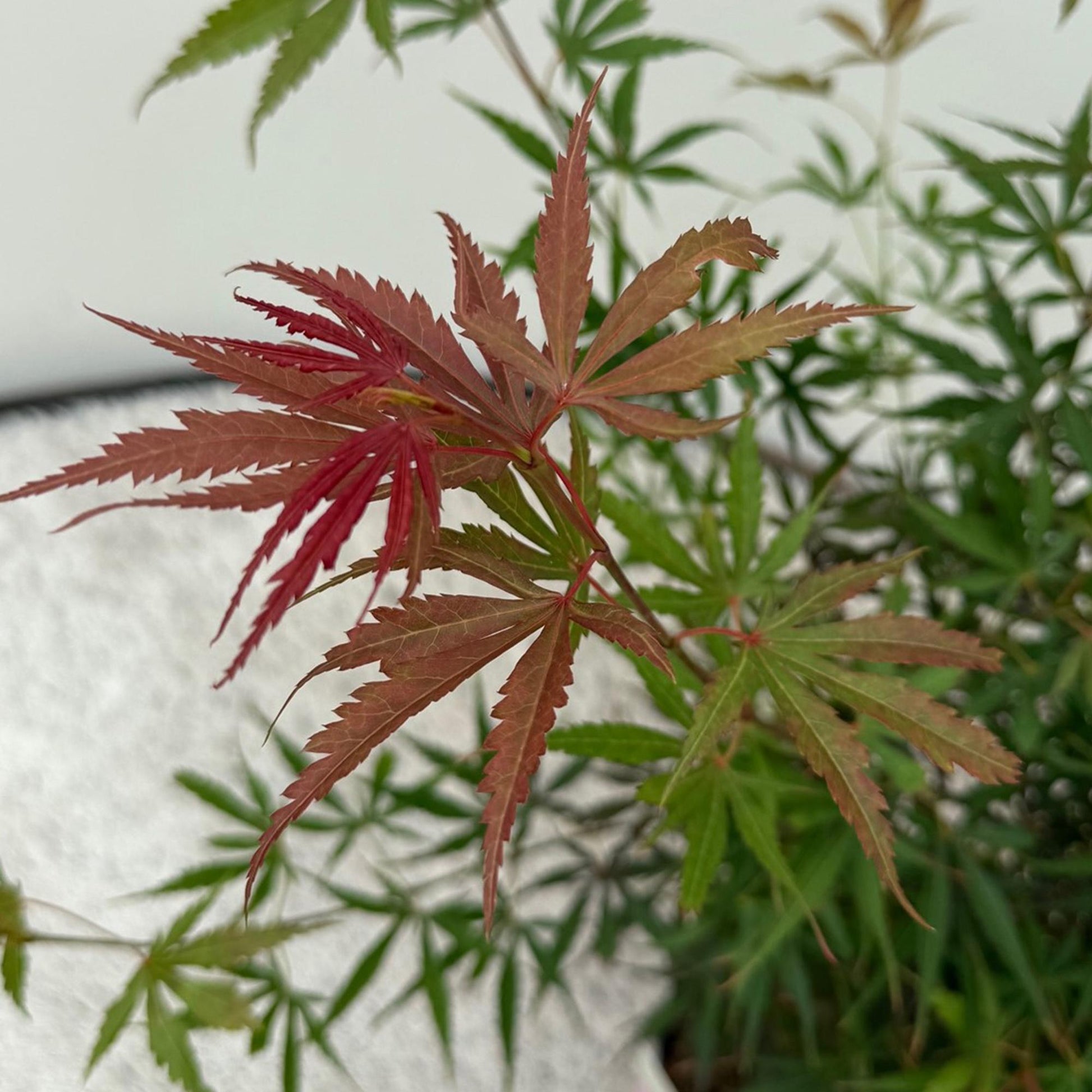 Érable du Japon Jerre Swarts. Gros plan sur les feuilles jeunes rouge foncé, virant au vert-rouge sur une branche d'Acer palmatum.