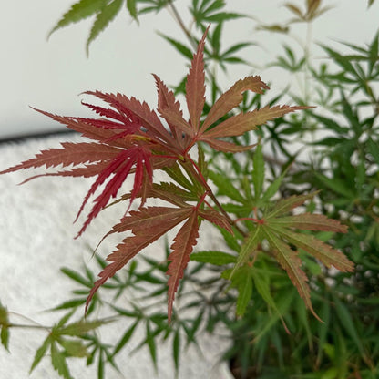Érable du Japon Jerre Swarts. Gros plan sur les feuilles jeunes rouge foncé, virant au vert-rouge sur une branche d'Acer palmatum.