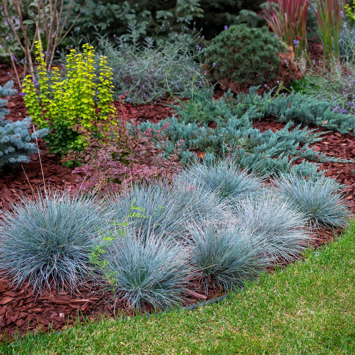 Festuca glauca Intense Blue, des graminées ornementales bleues, plantées en massif dans un jardin, entourées d'autres plantes et de paillis.
