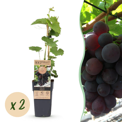 Vitis vinifera Vanessa : plant de vigne en pot sur fond blanc avec pastille « x2 » et grappe de raisin bleu en arrière-plan.