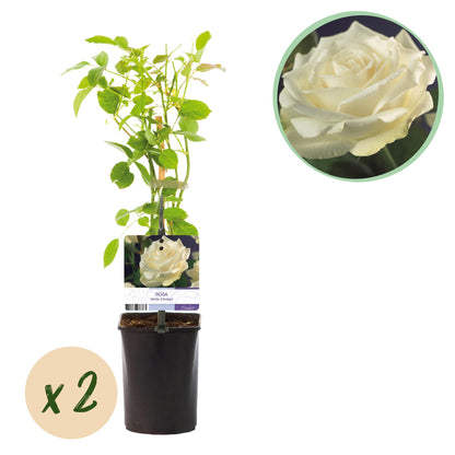 Rosa grimpante White Climber en pot de 11cm, avec bulle 'x2' indiquant le lot de 2 plantes. Une rose blanche est en gros plan.