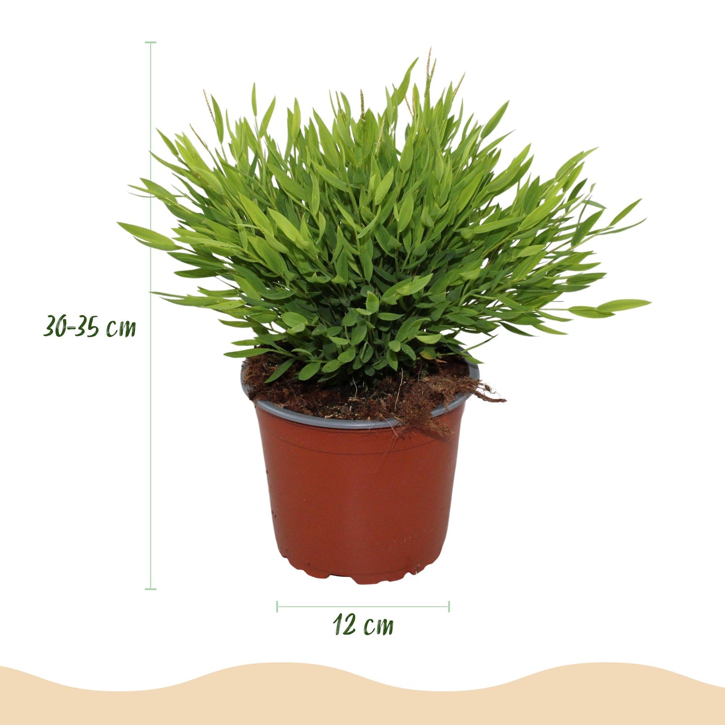 Une touffe dense d'herbe de bambou, le Bambusa Pogonatherum Monica, avec un feuillage vert clair luxuriant