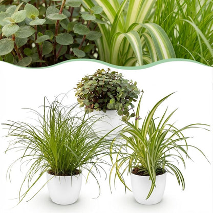 Trio Cyperus Calissia Chlorophytum plantes d'intérieur pet-friendly en pot 12cm, hauteur 20cm
