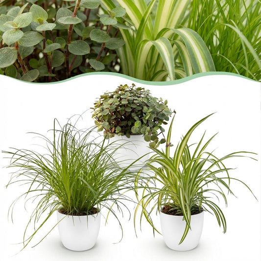 Trio Cyperus Calissia Chlorophytum plantes d'intérieur pet-friendly en pot 12cm, hauteur 20cm