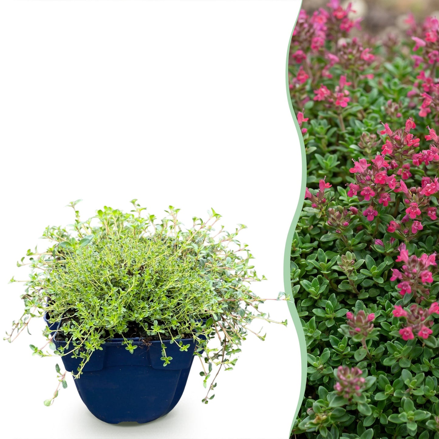 Thymus praecox Red Carpet en pot à gauche, et à droite, une haie fleurie du même thym rampant aux fleurs rouge-rose.